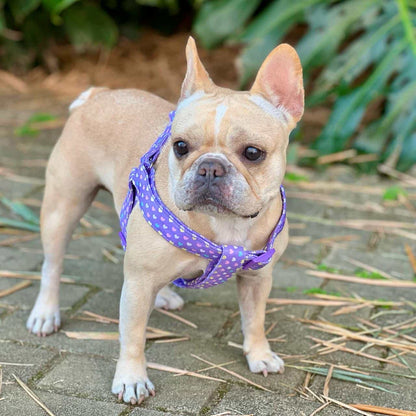 Arnés para perros con correa Corazones