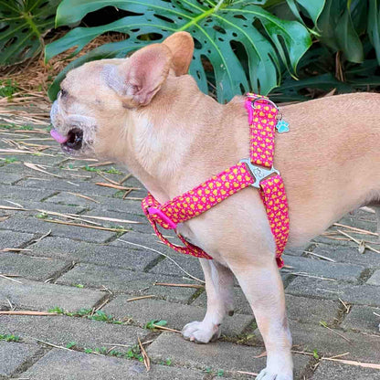 Arnés para perros con correa Patos fucsia