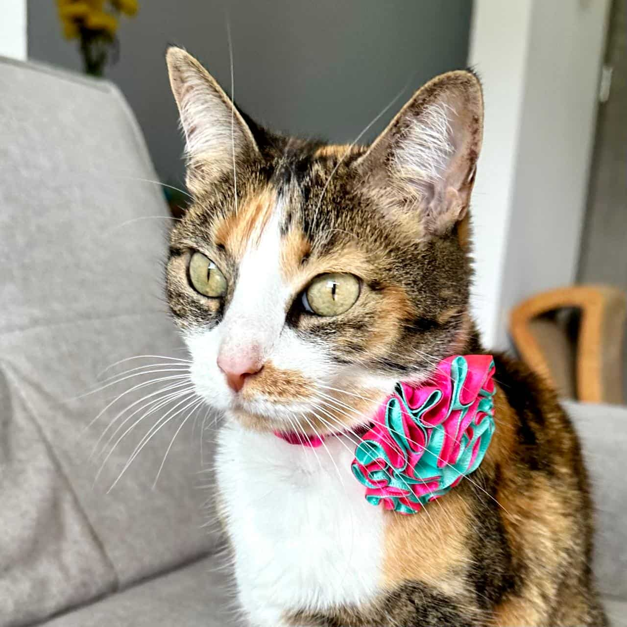 Collar para gatos con flor bicolor aguamarina y fucsia