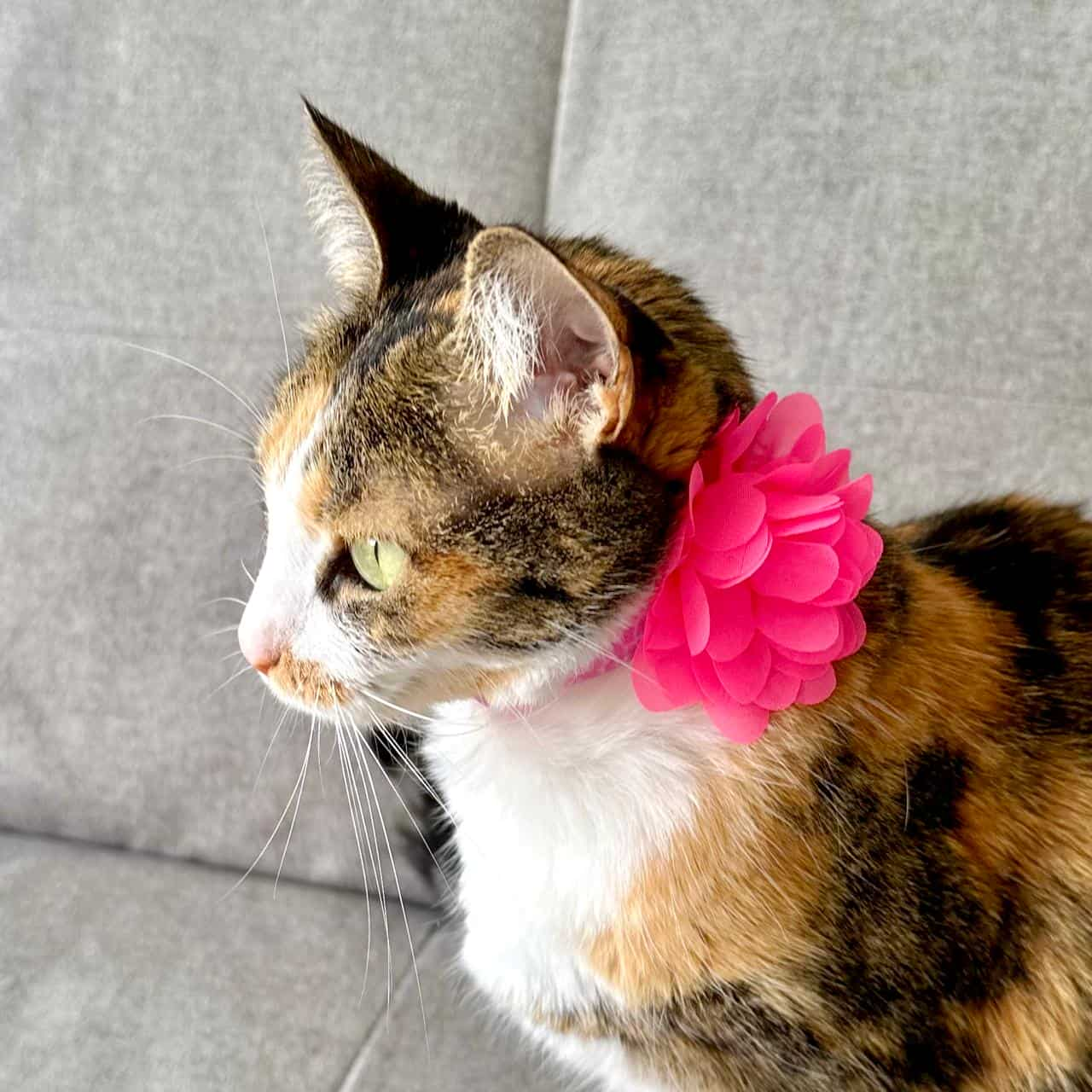 Collar para gatos con flor seda rosado neón - Jirafa