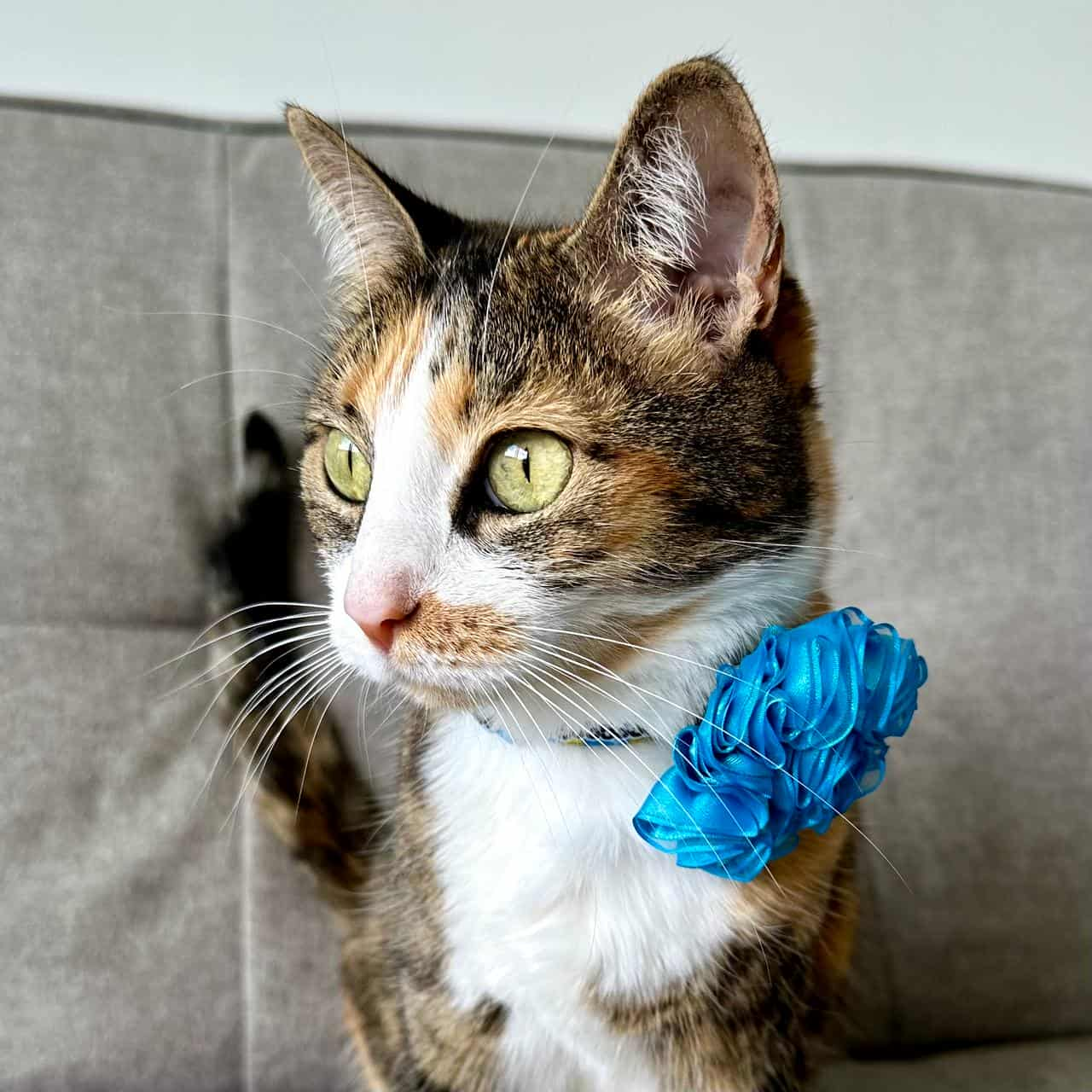 Collar para gatos Monstruos con flor tul turquesa