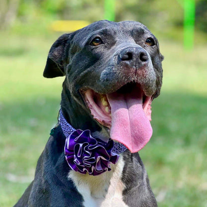 Collar para perros con flor bicolor morado y lila - Animal print