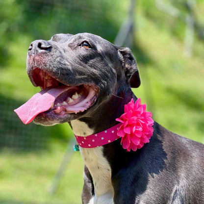 Collar para perros con flor seda fucsia - Estrellas