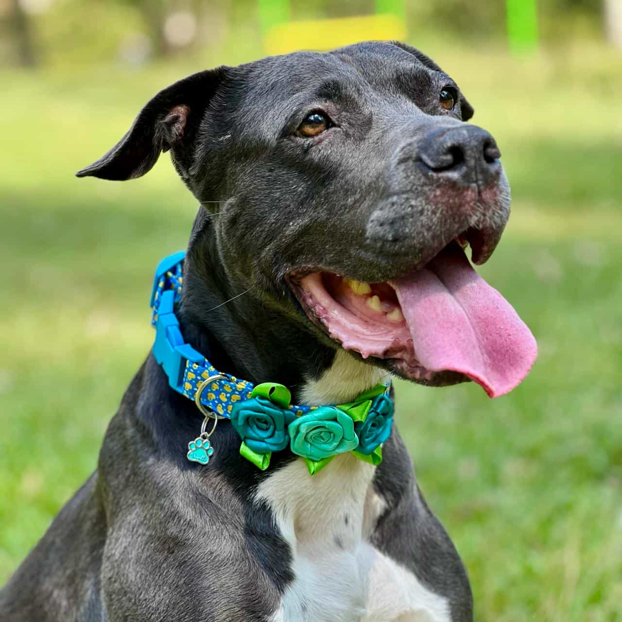 Collar para perros con rosas Patos azul