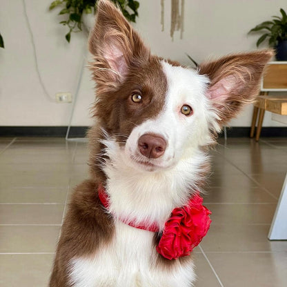 Collar de flores tul para perros