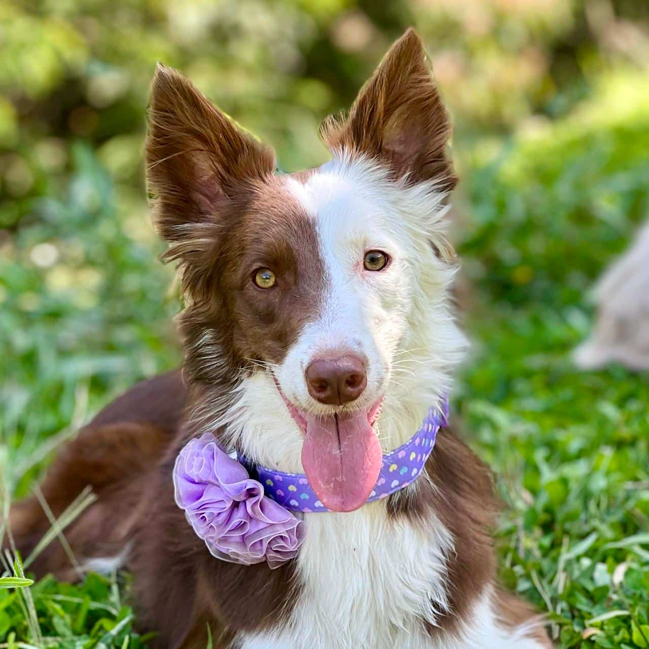 Collar para perros Corazones con flor tul lila