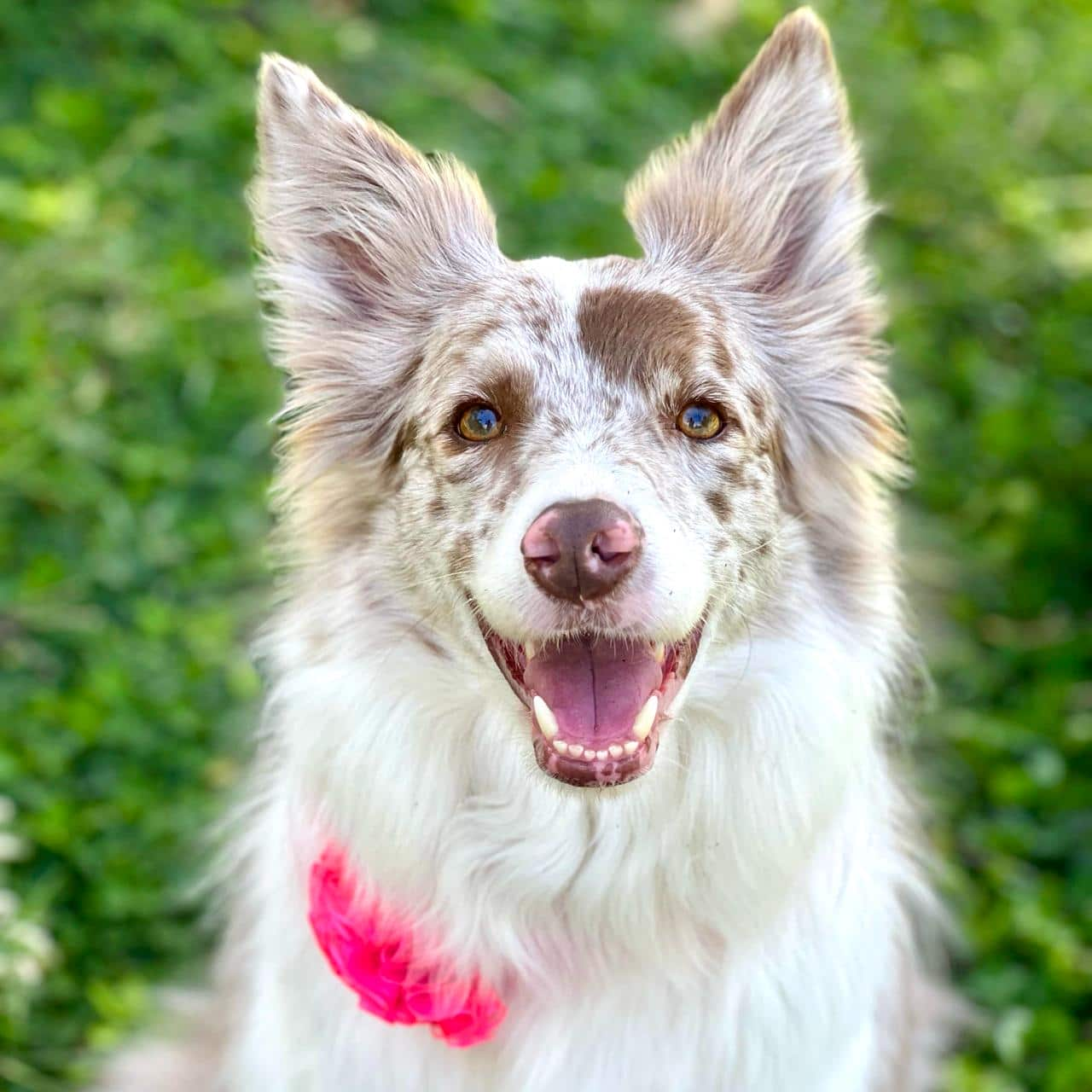 Collar para perros Estrellas con flor tul fucsia neón