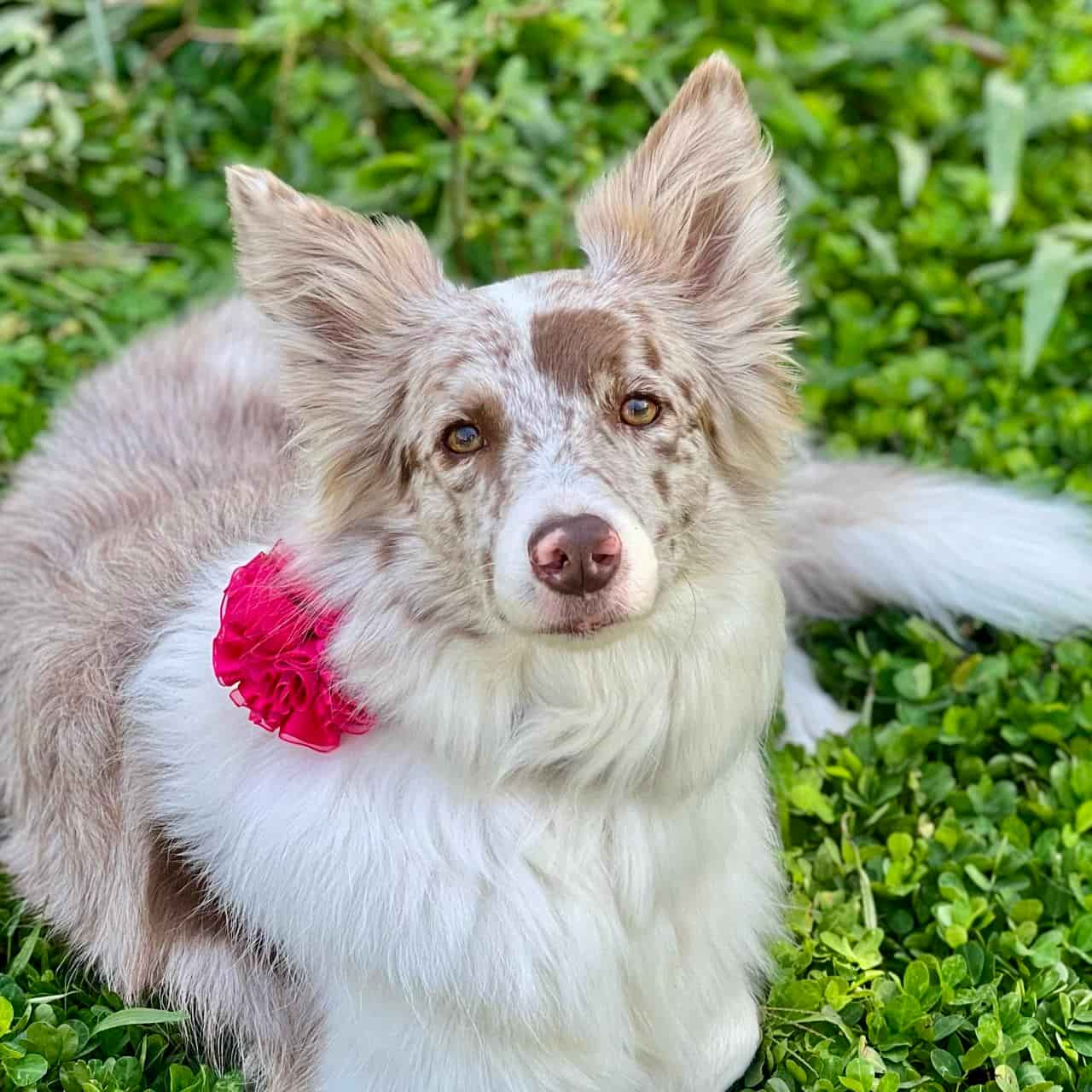 Collar para perros Candy con flor tul fucsia