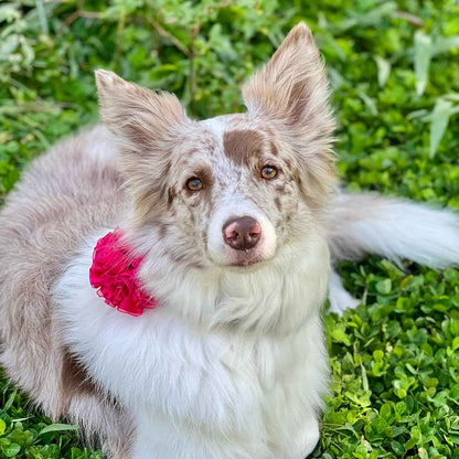 Collar para perros con flor tul fucsia