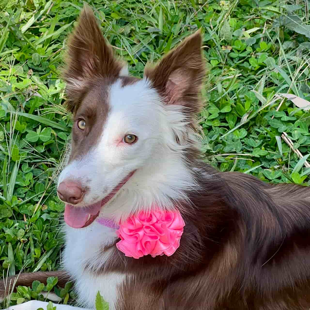 Collar para perros Jirafa con flor tul rosado neón