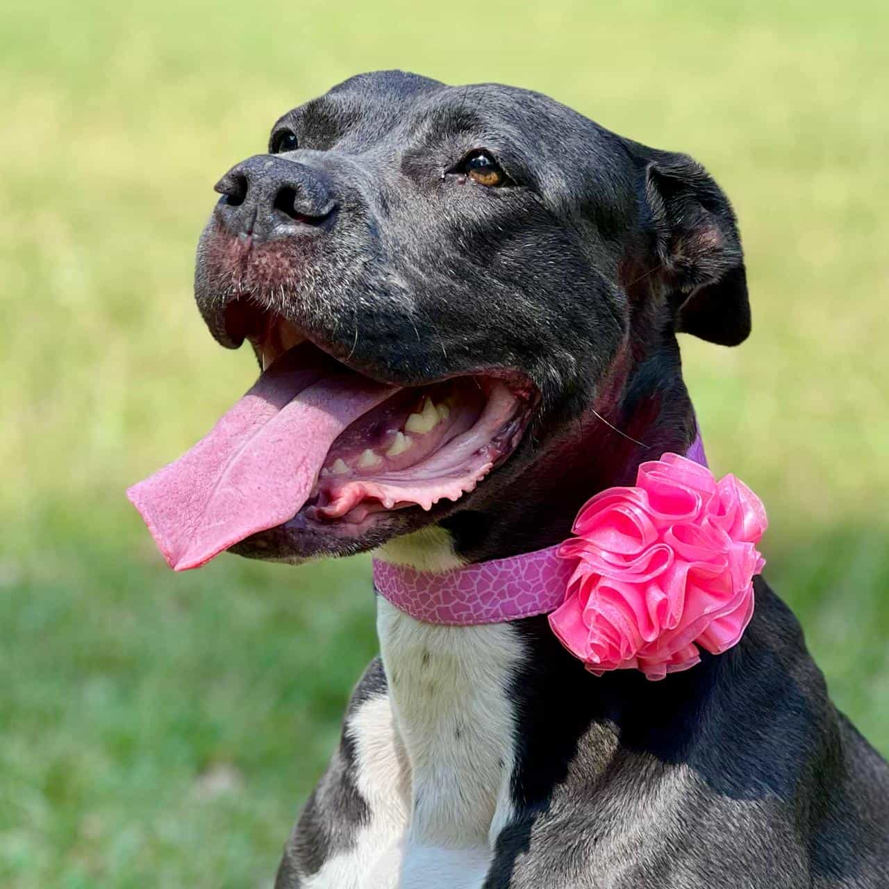 Collar para perros Jirafa con flor tul rosado neón