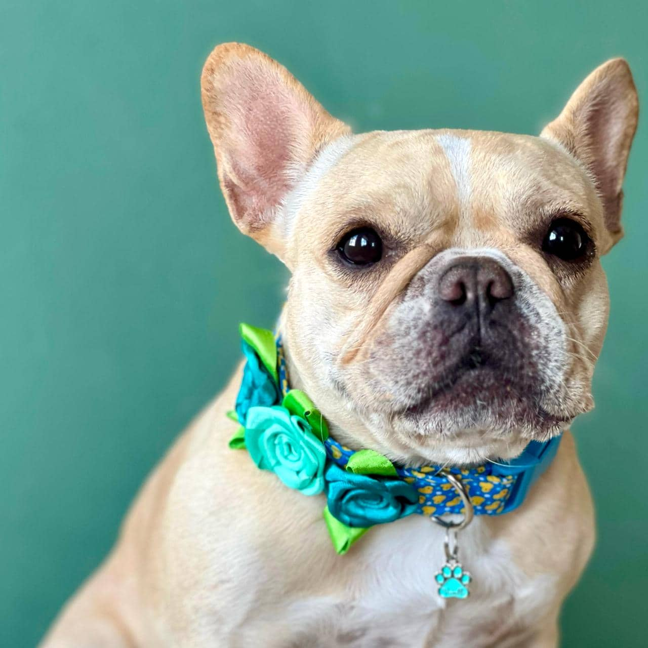 Collar para perros con rosas Patos azul