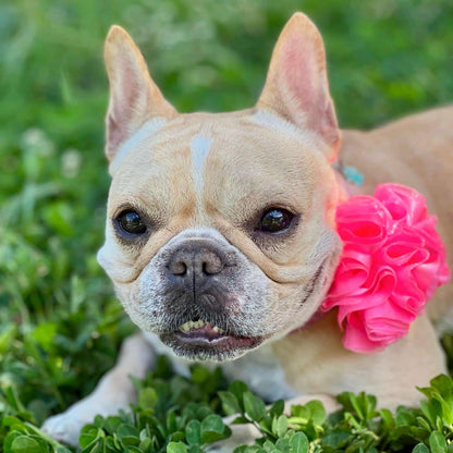 Collar para perros con flor tul rosado neón