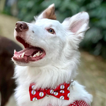 Corbatín para perros Flash