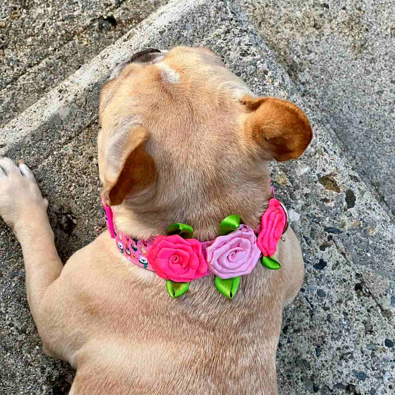 Collar para perros con rosas de Navidad Magia Polar rosa