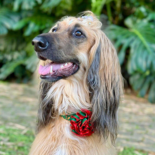 Collar para perros con flor bicolor Navidad - Galletas