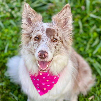 Pañoleta para perros Estrellas