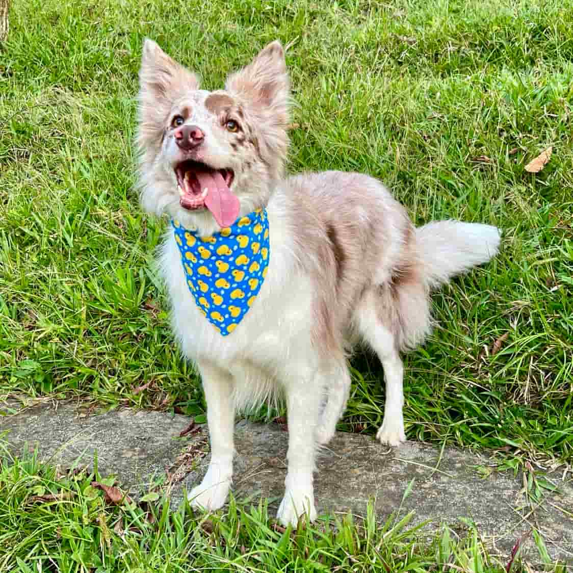 Pañoleta para perros Patos Azul