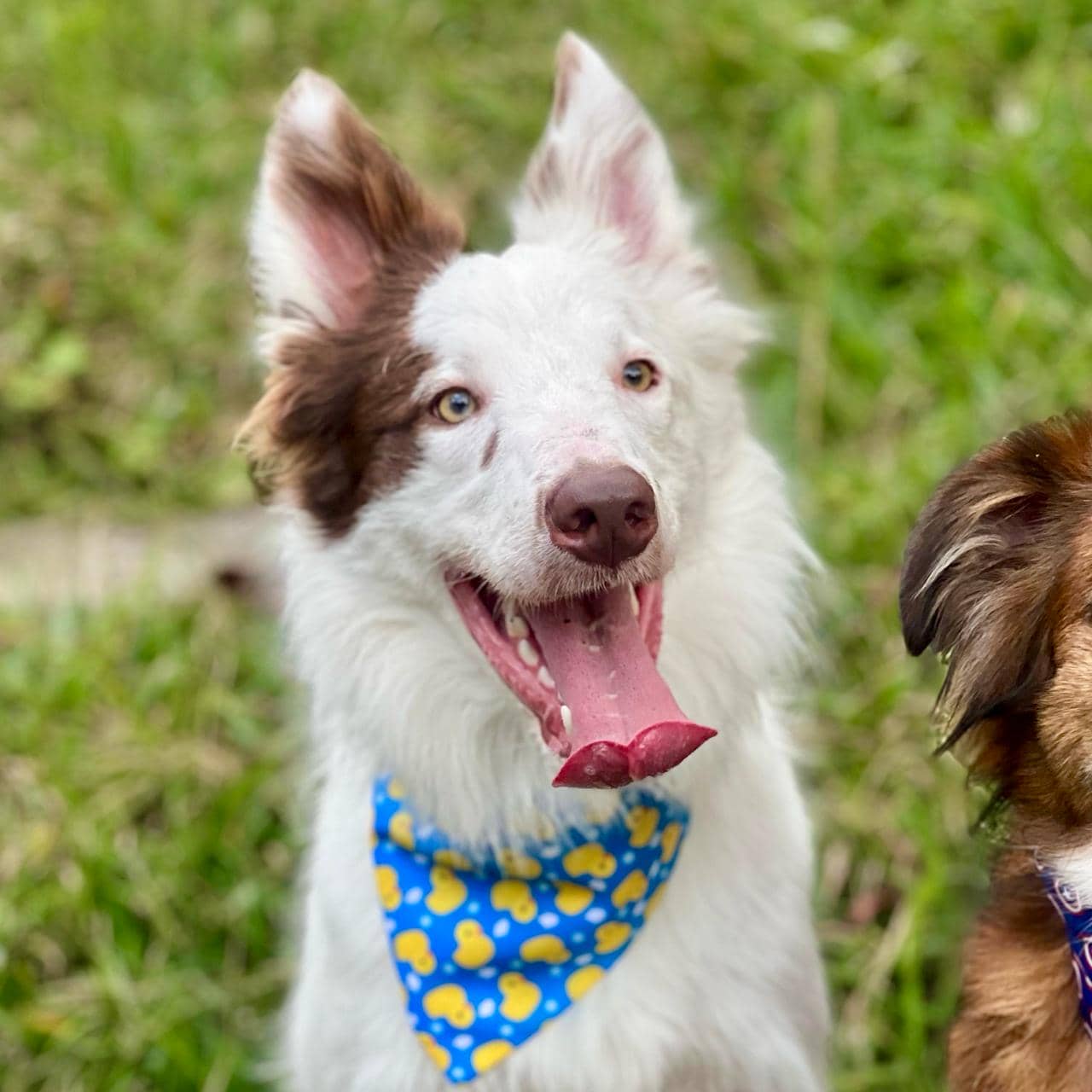 Pañoleta para perros Patos Azul