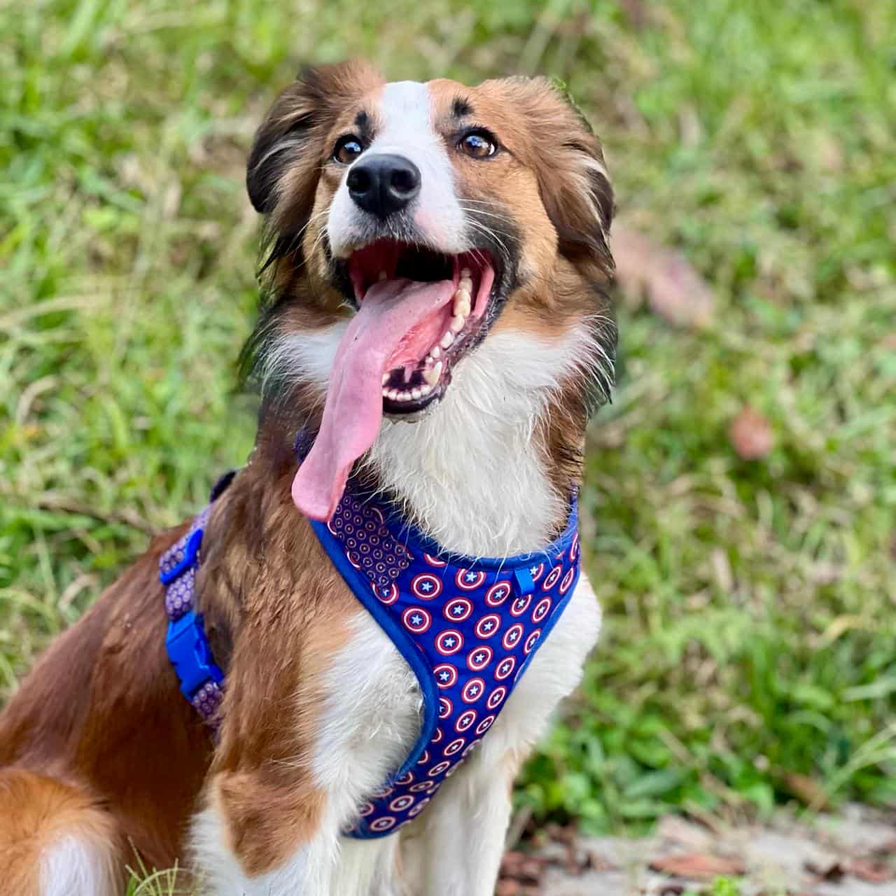 Pechera para perros sin correa Capitán América