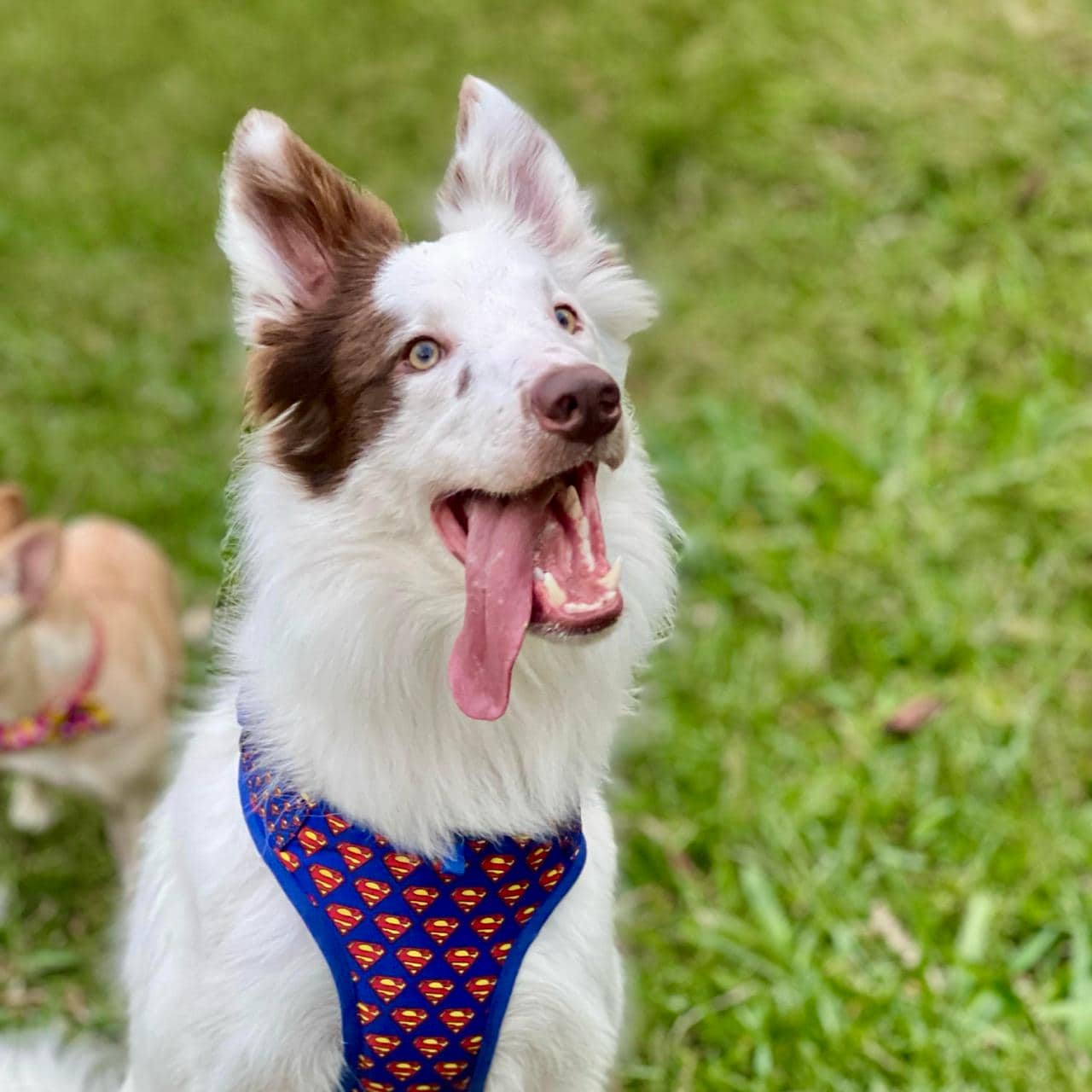 Pechera para perros con correa Superman