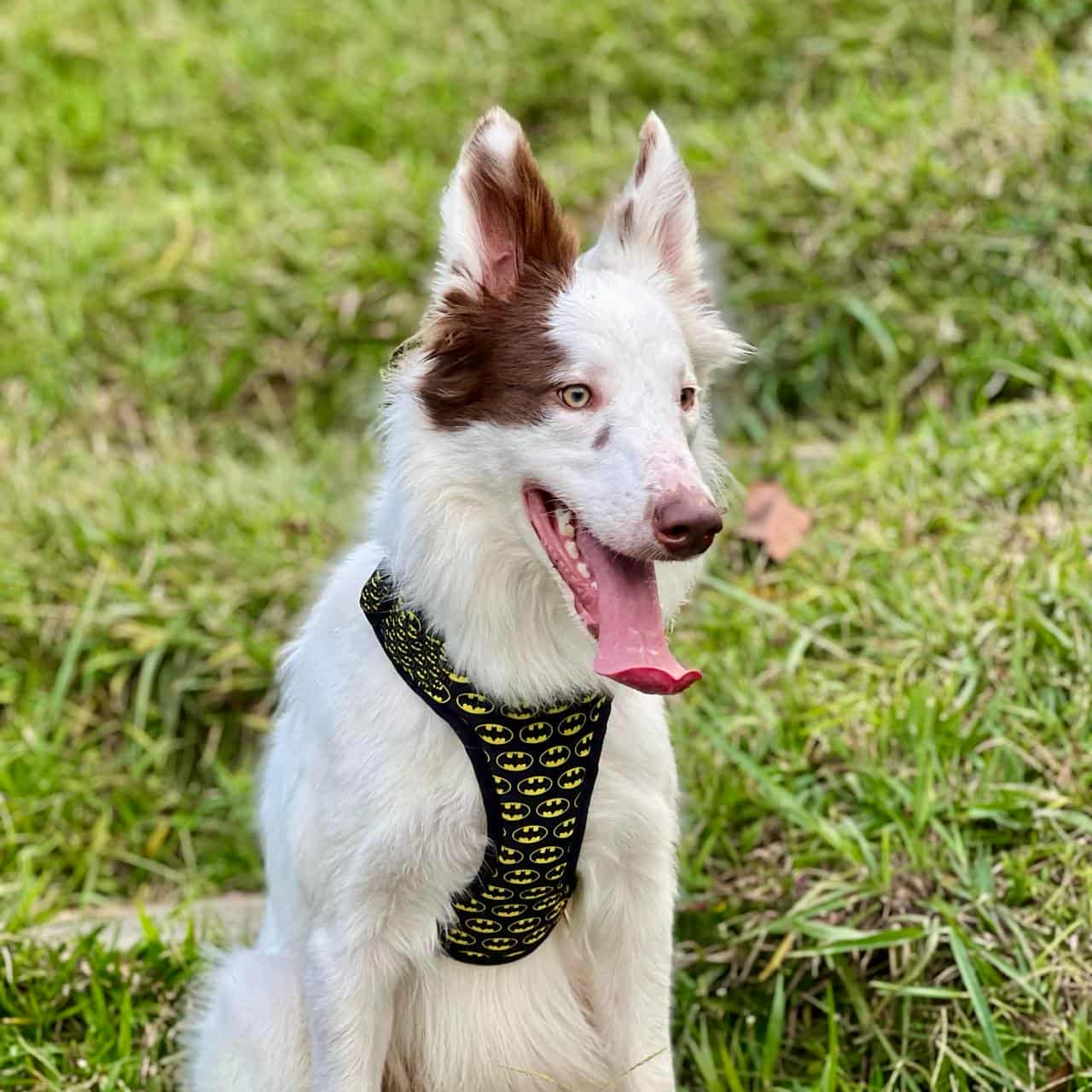 Pechera para perros sin correa Batman