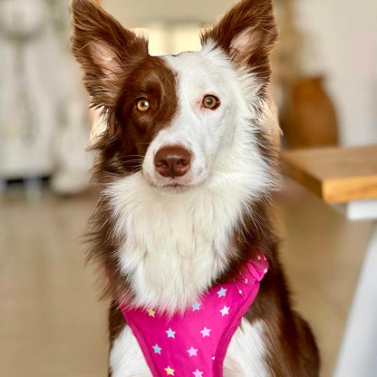 Pechera para perros con correa Estrellas