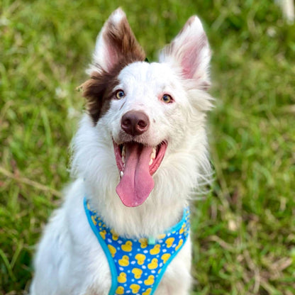 Pechera para perros con correa Patos azul