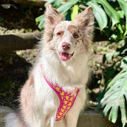 Pechera para perros con correa Patos fucsia