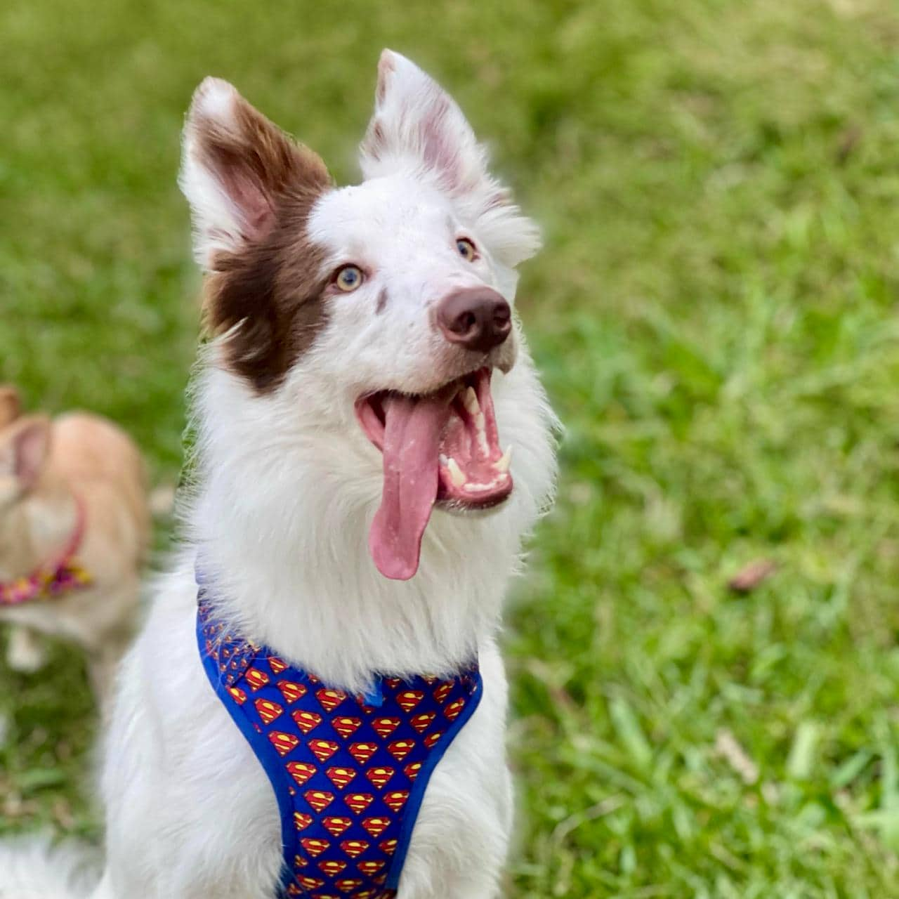 Pechera para perros sin correa Superman