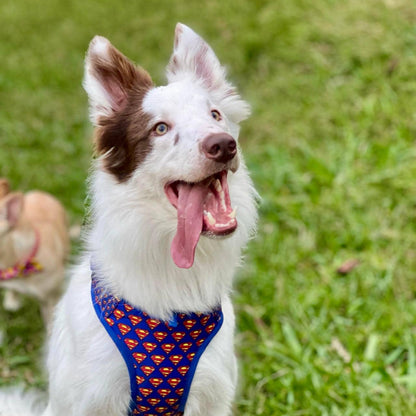 Pechera para perros sin correa Superman