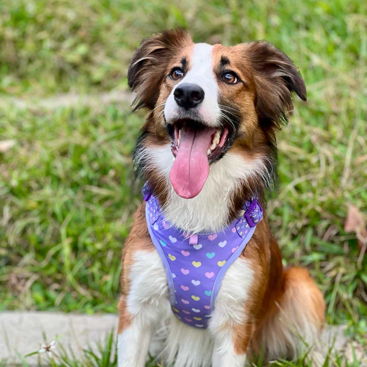 Pechera para perros con correa Corazones