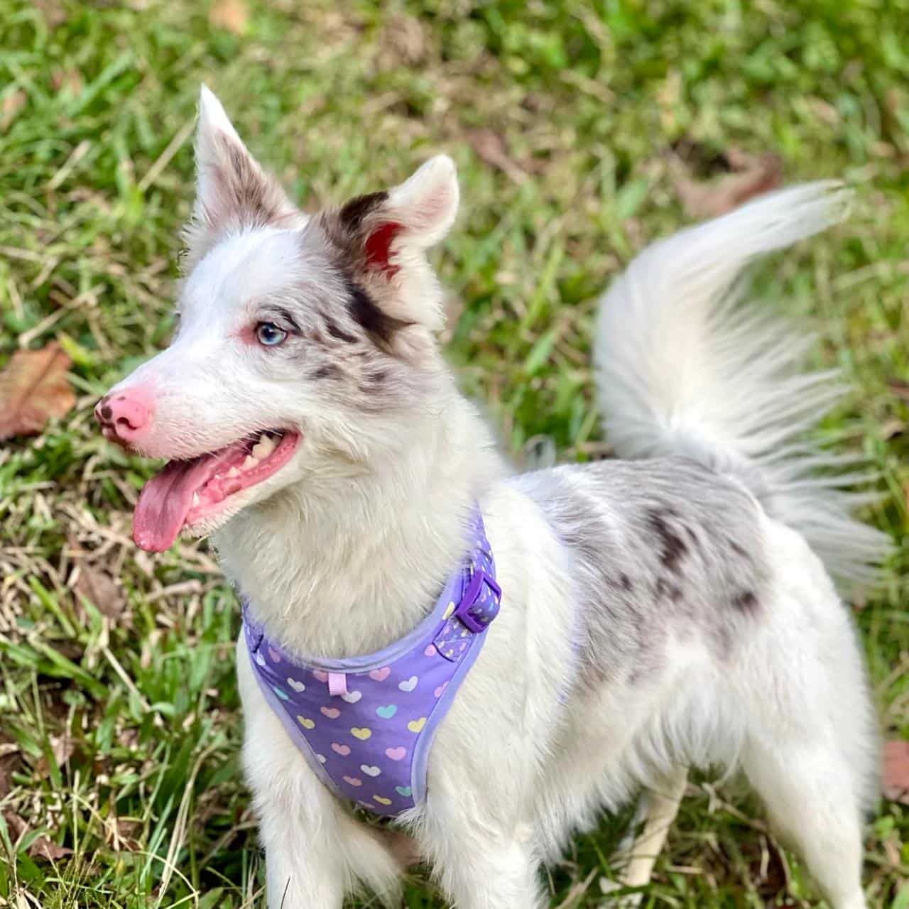 Pechera para perros con correa Corazones